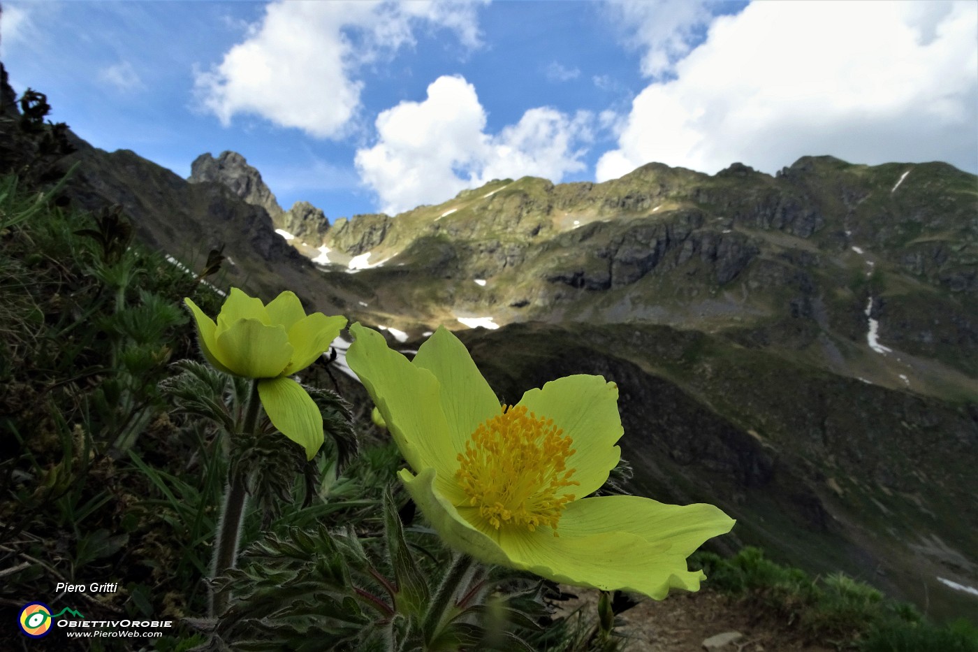 49 Pulsatilla alpina (sulsfurea) verso i Laghetti di Ponteranica.JPG -                                